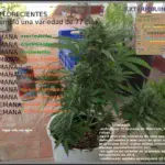 Seguimiento exprés Toni13 y próximo cultivo automáticas