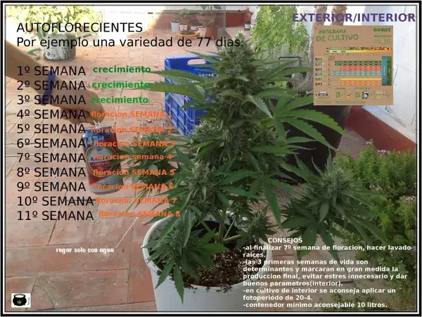 seguimiento autoflorecientes