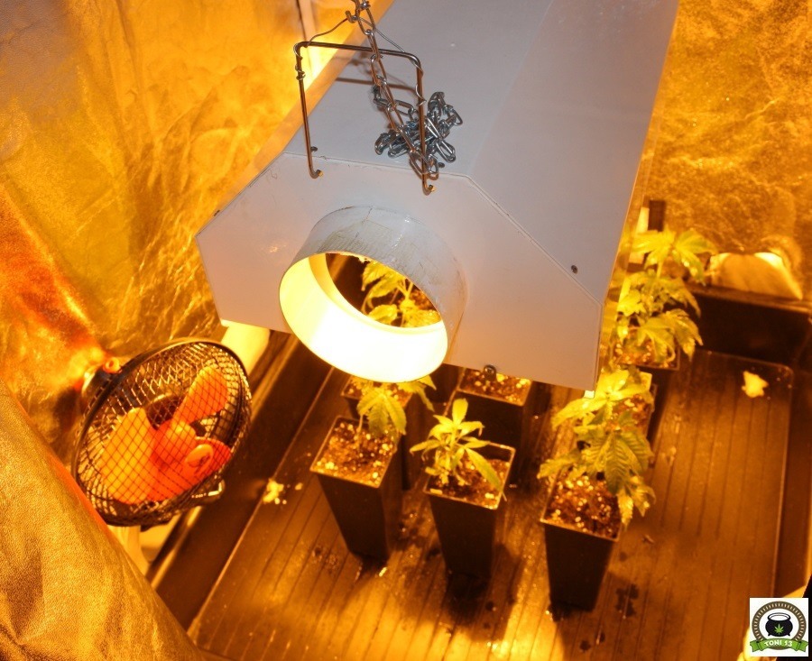 Cultivo de marihuana armario interior pequeño sodio 250W