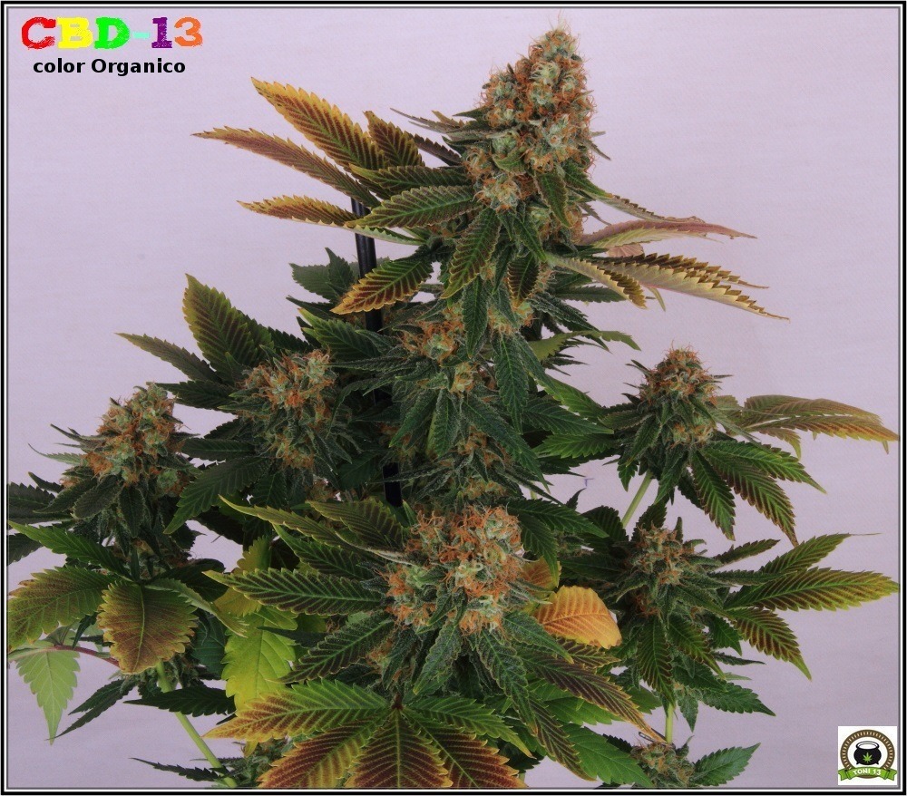 CBD-13 marihuana cogollos 1