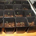 5- Crecimiento vegetativo, el plantón, día 6