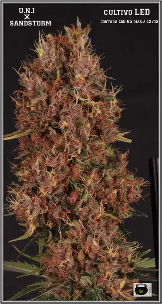 Bubble Gum