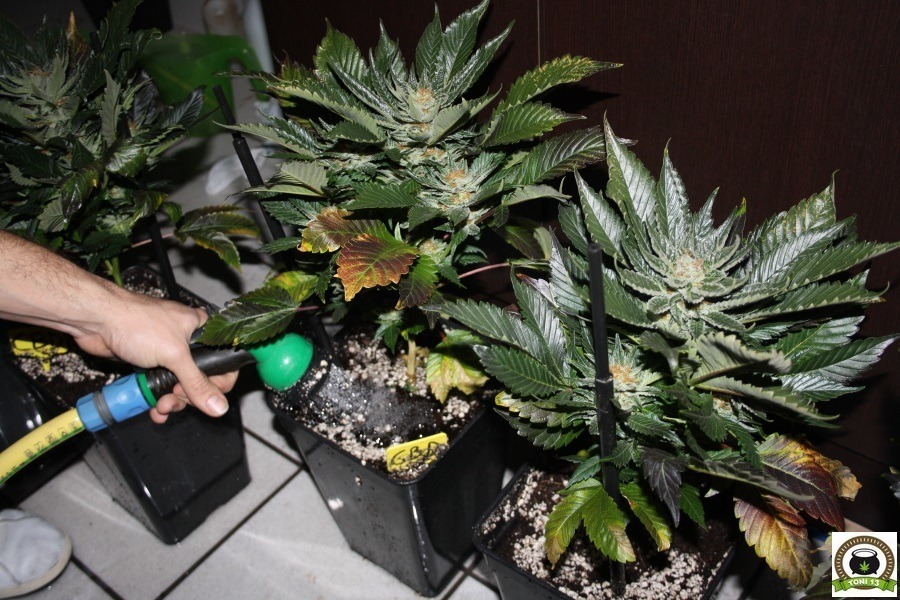 lavado de raíces en seguimiento de marihuana