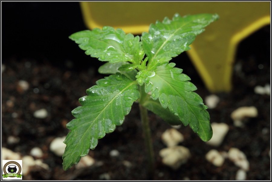 3-Crecimiento vegetativo: Días 10 a 17 desde germinacion-2
