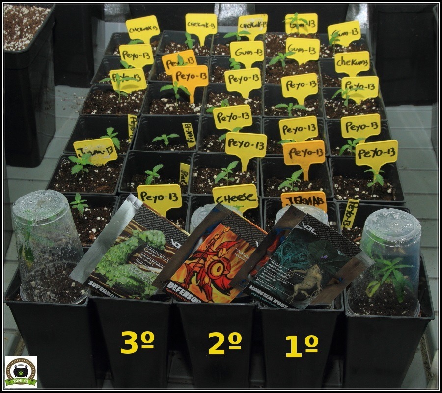 3-Crecimiento vegetativo: Días 10 a 17 desde germinacion-4