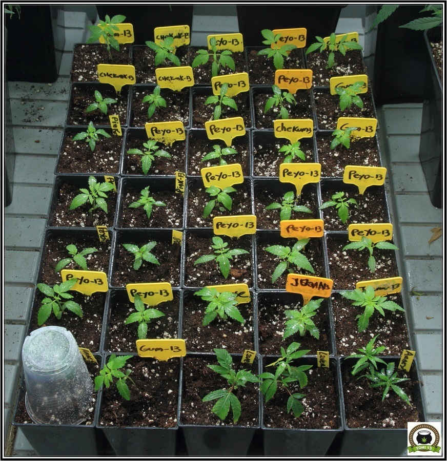 Microorganismos beneficiosos para plantas de marihuana VDL-3