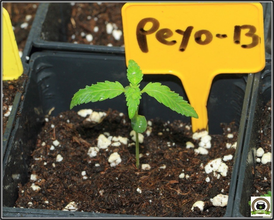 3-Crecimiento vegetativo: Días 10 a 17 desde germinacion-5