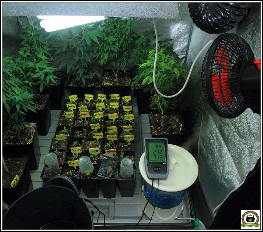 Prevención en cultivo marihuana-3