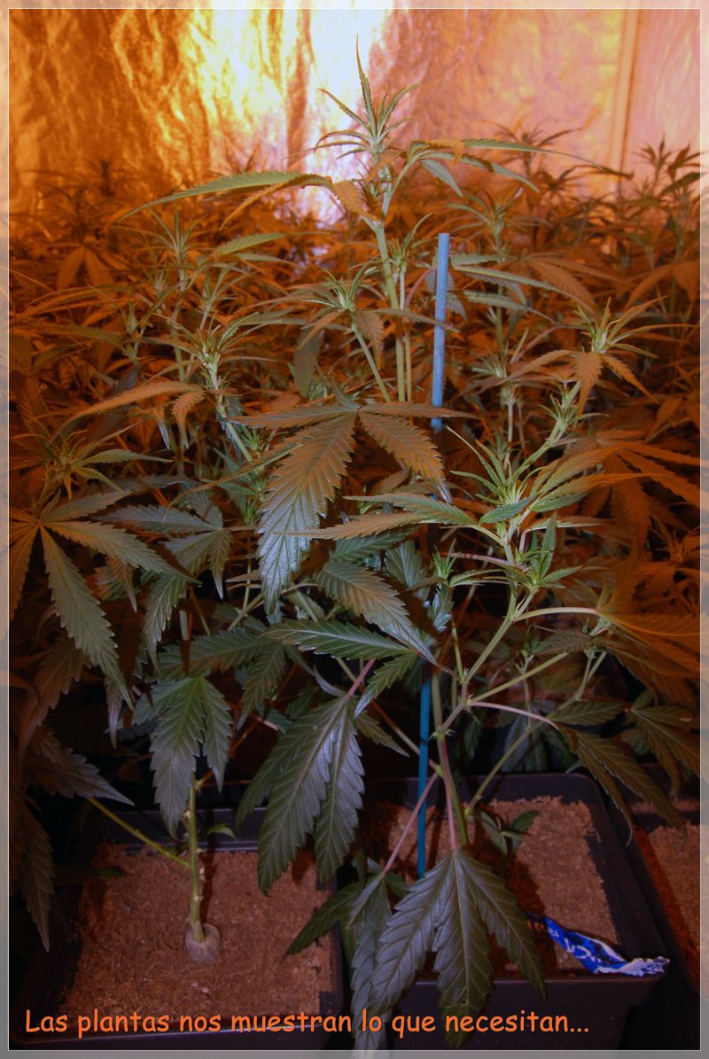 UK Cheese variedad marihuana en cultivo de interior