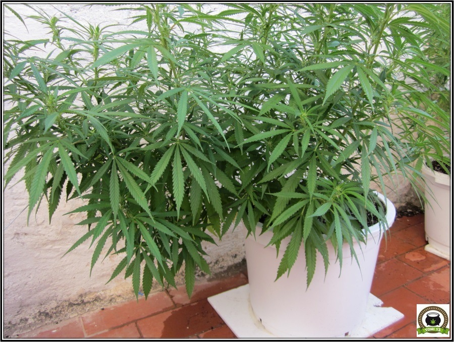 plantas de marihuana con doblado hecho