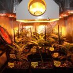 Sorprendidos con 400 plantas de marihuana en una finca agrícola de Motril.