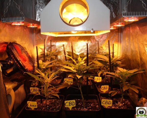 400 plantas de marihuana