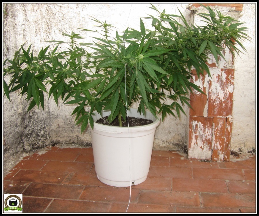 planta de marihuana con doblado realizado 2