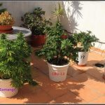 3- Seguimiento exterior: Antes y después. Cosecha y secado del cultivo de terraza