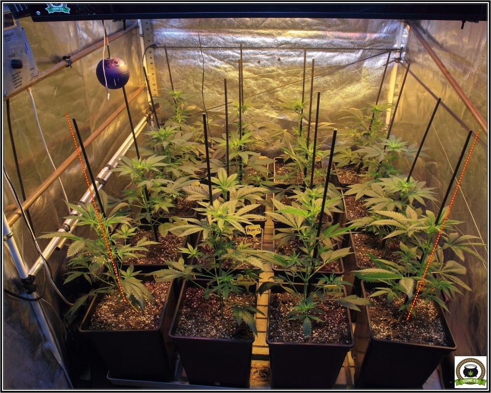 plantas de marihuana con tutores en armario de interior