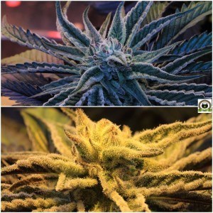 tricomas de plantas de marihuana en cultivo de interior