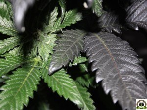 Peyo-XIII Stars El despertar de la Huerta V Día 28 de floración del cultivo de marihuana 3