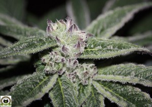 Peyo-XIII Stars El despertar de la Huerta V Día 28 de floración del cultivo de marihuana 2 cogollo