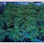 17- Floración del cultivo de marihuana maestro, día 3