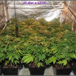 24- Floración días 24 a 31 cultivo de marihuana maestro Banzai