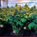 28- Floración del cultivo de marihuana maestro días 44 a 46