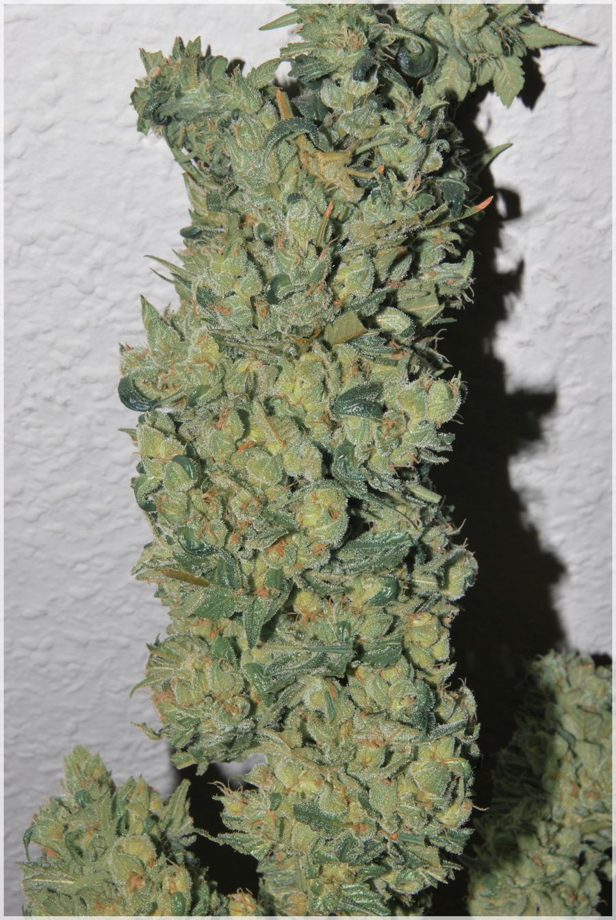 cultivo-seguimiento-marihuana-rubio-mundo-cheese-3