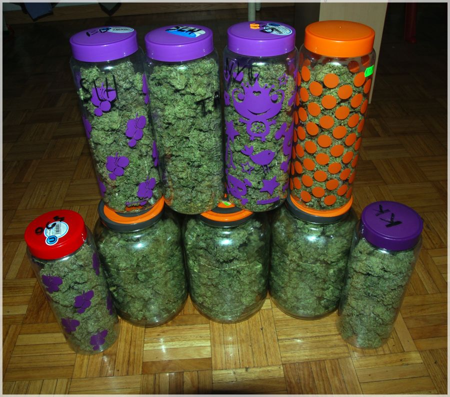 cultivo-seguimiento-marihuana-rubio-mundo-cheese-4