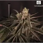 La Cannabipedia móvil se lanza para iPhone