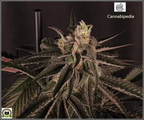 Cannabipedia Iphone