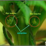 Hermafrodita – Plantas de marihuana con flores de ambos sexos