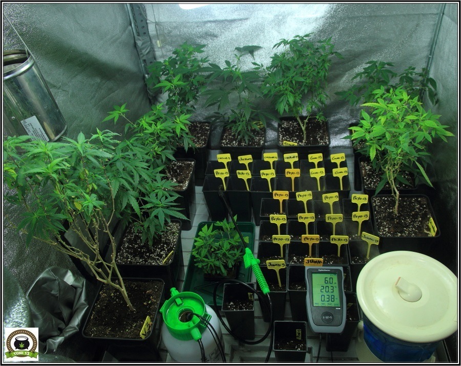 Lampara CFL Solux bajo consumo cultivo cannabis marihuana