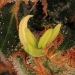 Hermafrodita – Plantas de marihuana con flores de ambos sexos