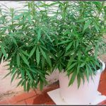 Doblado – Técnica para plantas de marihuana , efectos y cuándo hacerla