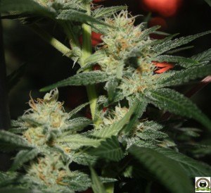 El Armariote de los Hermanos Hash5 Final de la floración del cultivo de marihuana 4