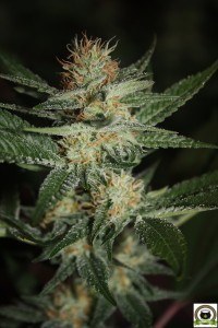 El Armariote de los Hermanos Hash5 Final de la floración del cultivo de marihuana 3