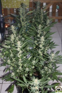 El Armariote de los Hermanos Hash5 Final de la floración del cultivo de marihuana 2