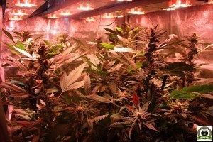 El Armariote de los Hermanos Hash5 Final de la floración del cultivo de marihuana 1