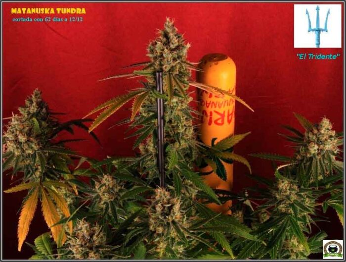 botrytis marihuana