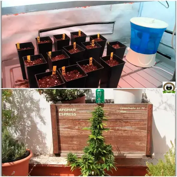 seguimiento automáticas indoor