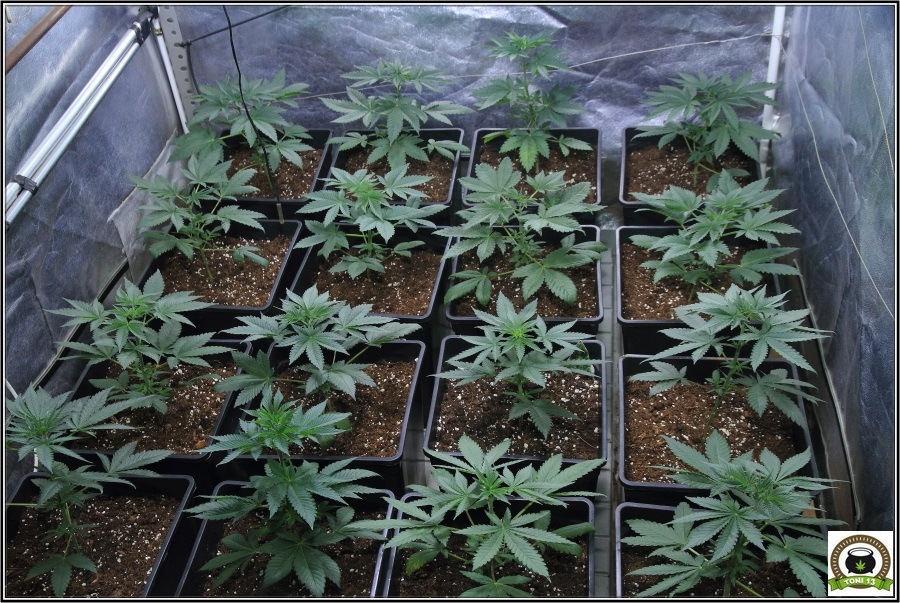 4- Las plantas de marihuana pasan a armario de floracion 2