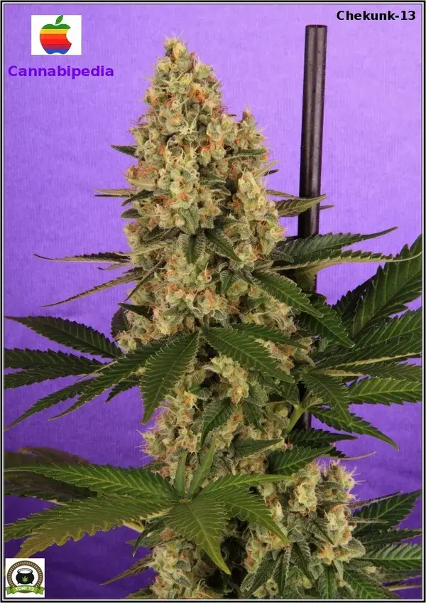 índica o sativa