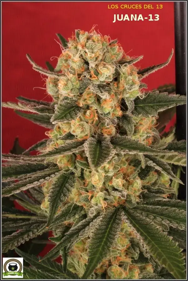 índica o sativa