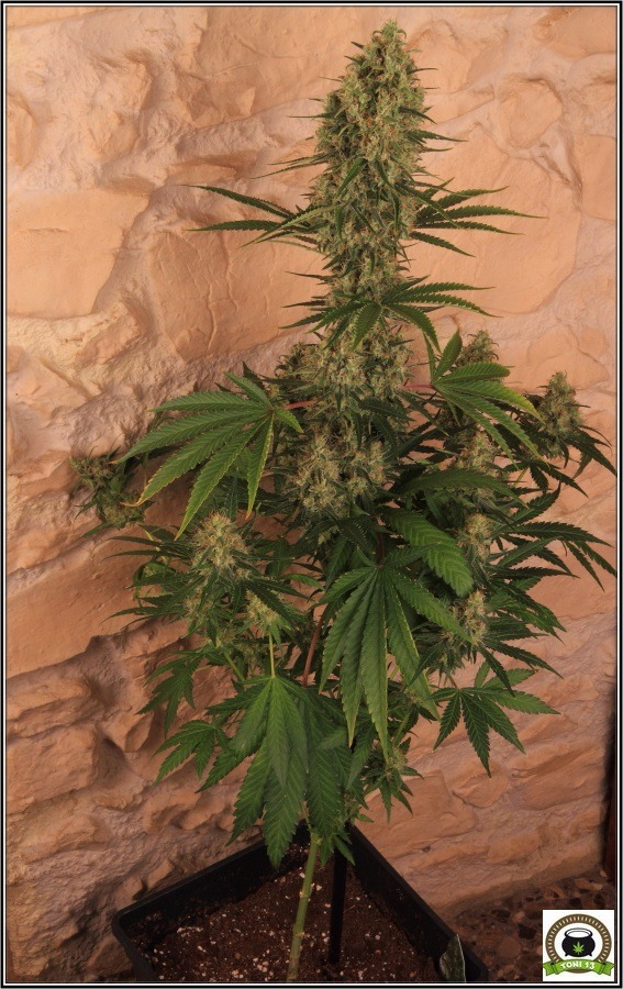 planta marihuana abonos grotek sodio LED