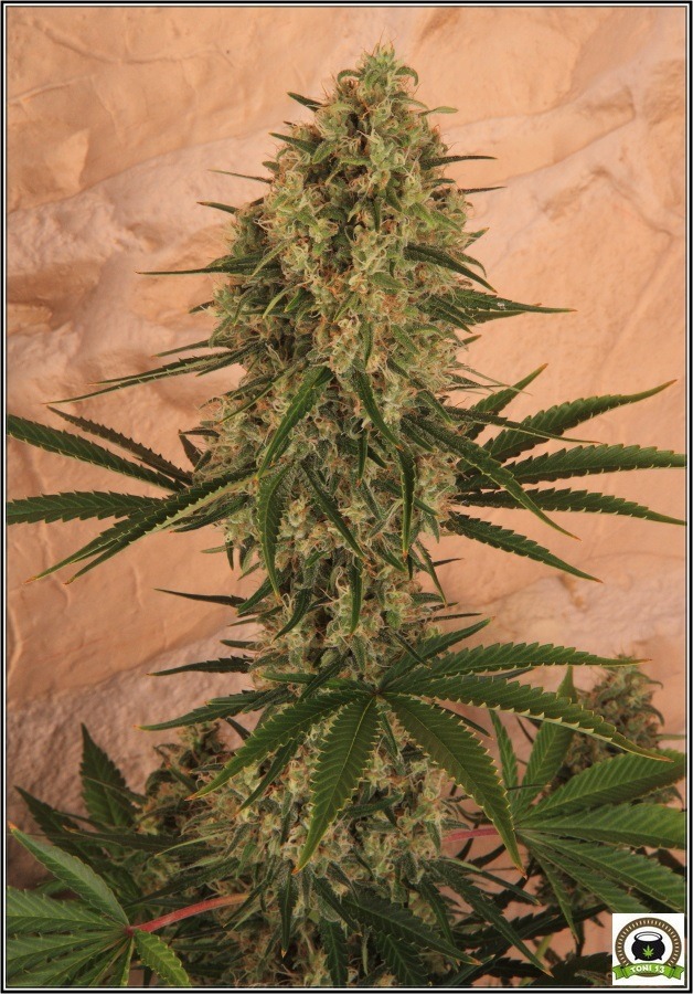 planta marihuana sodio led femicopia semilla grotek