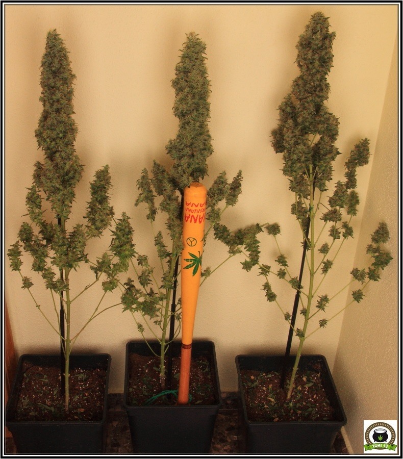 9- Cosechar y limpiar el cultivo de marihuana Super13 1
