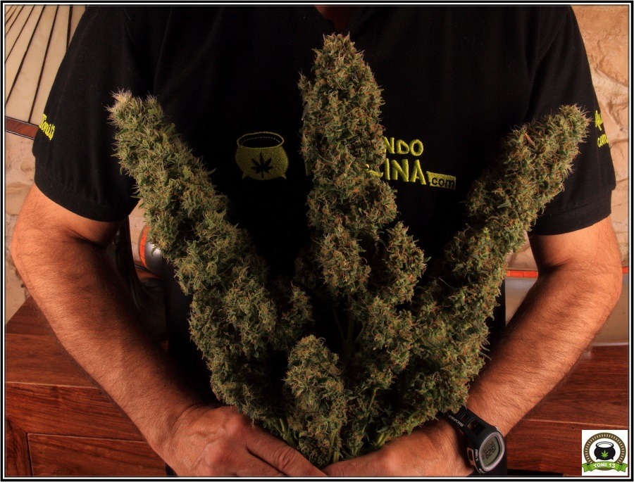 9- Cosechar y limpiar el cultivo de marihuana Super13 3