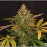La marihuana es algo mas que THC y CBD