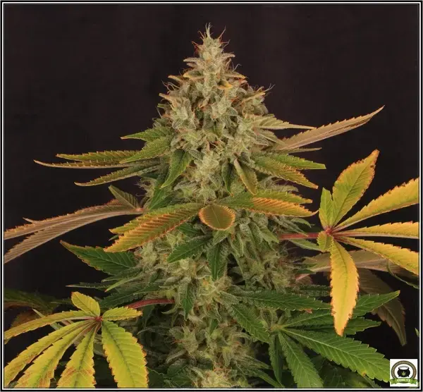 La marihuana es algo mas que THC y CBD