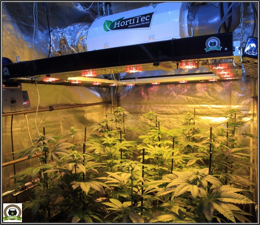 12- Actualización del cultivo de marihuana: Dos semanas a 12/12