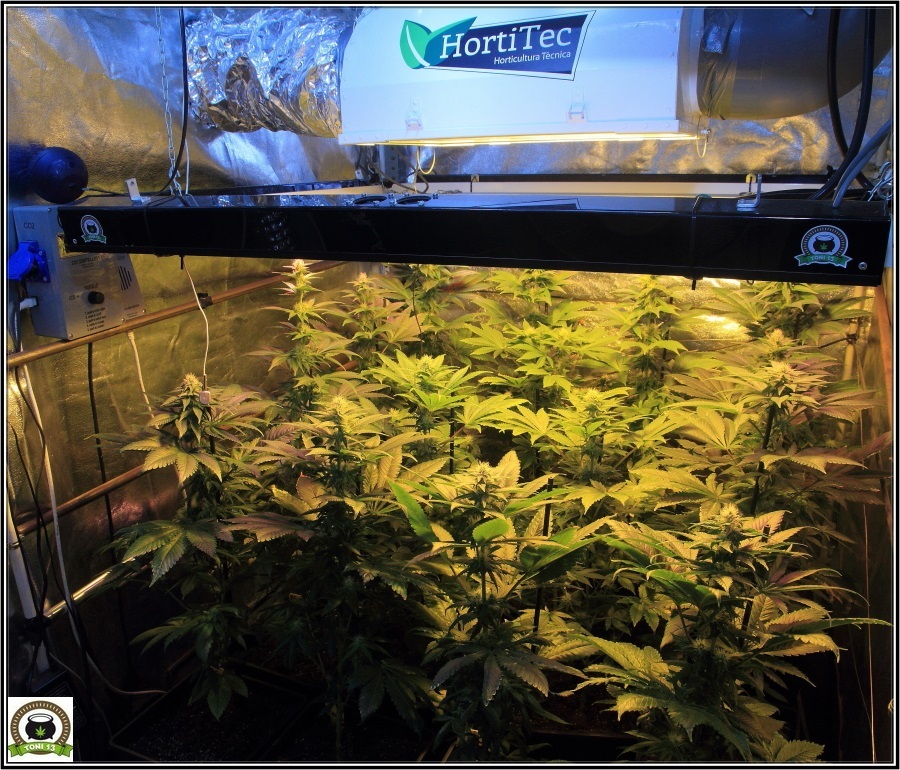 13- Actualización del cultivo de marihuana: Tres semanas a 12/12 1
